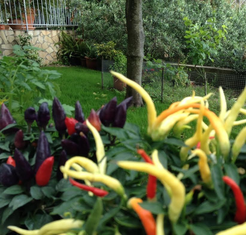 B&B Dei Fiori Прая а Маре Екстериор снимка